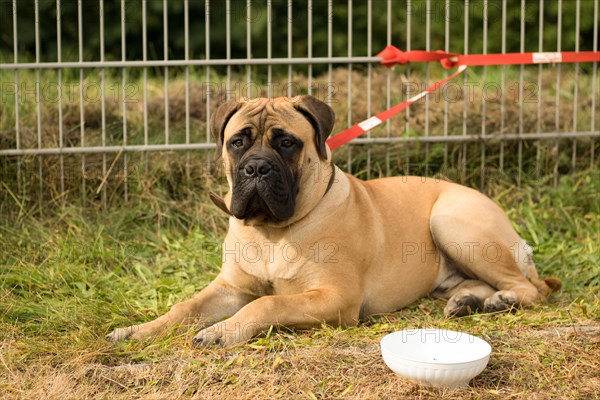 Dog Show. Rybnik