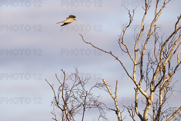 Eurasian sparrowhawk