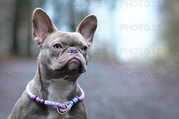 Portrait of beautiful rare colored lilac brindle female French Bulldog dog with light amber eyes and violet paracord collar