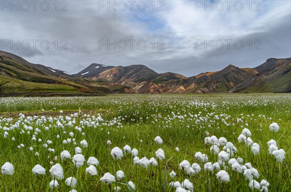 Green meadow with cotton grass in front of rhyolite mountains