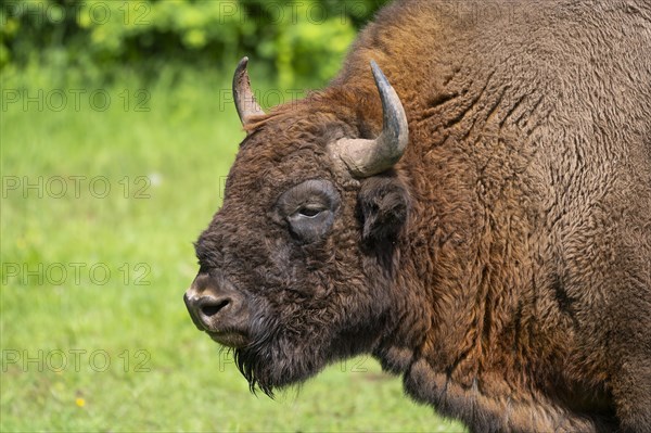 Bison