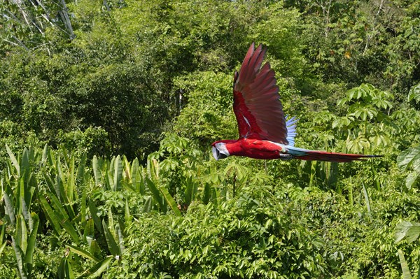 Red-and-green Macaw