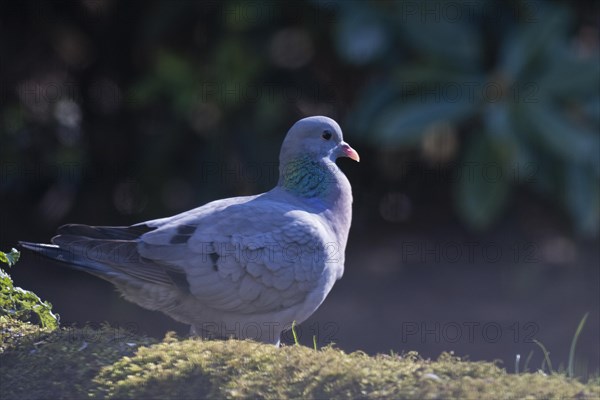 Stock Dove