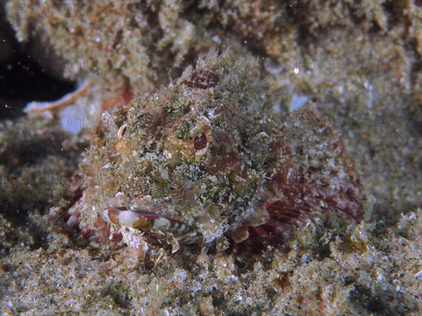 Raggy scorpionfish