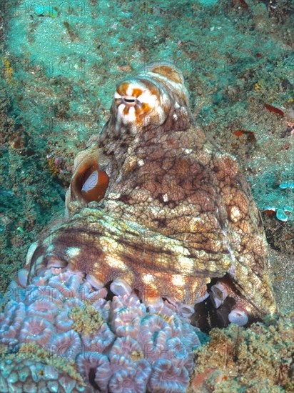 Common octopus