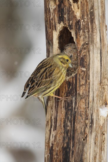 Yellowhammer