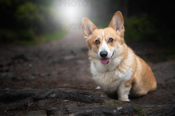 A happy Welsh Corgi Pembroke dog sits in the woods during the gloomy fall weather. A dog in the mountains