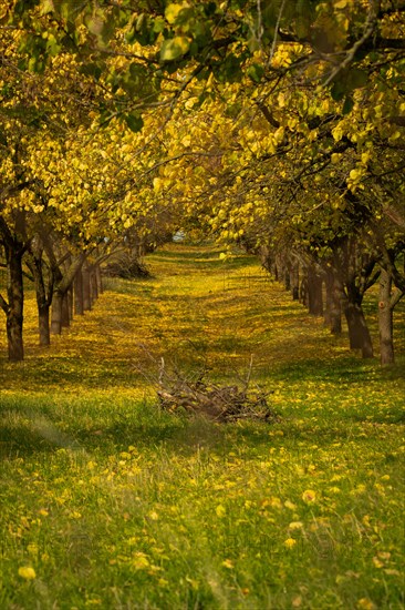 A beautifully lit alley of trees in the orchard. Moravia