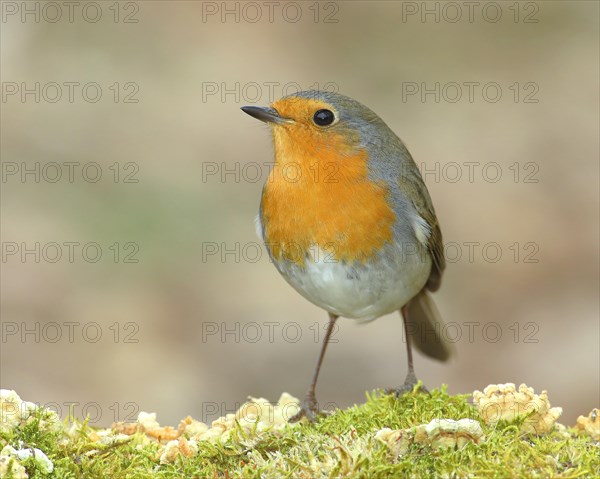 European robin