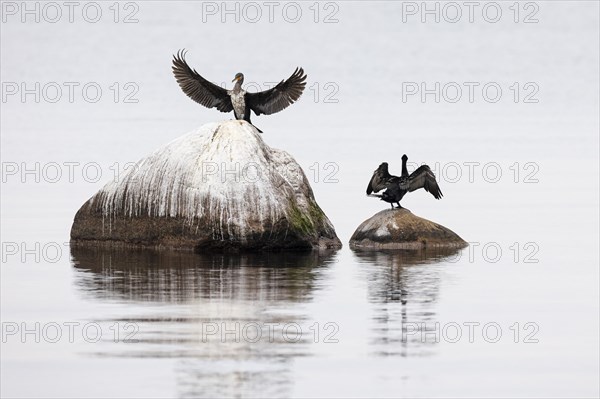 Great cormorant