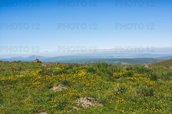 Blooming beautiful colorful wild flowers in Artvin highland