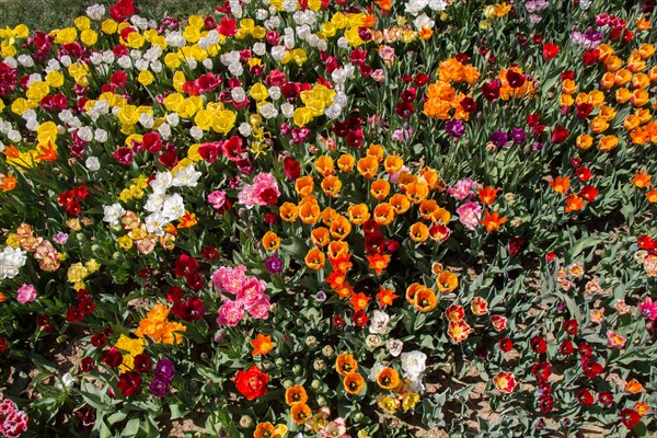 Blooming colorful tulip flowers in garden as floral background