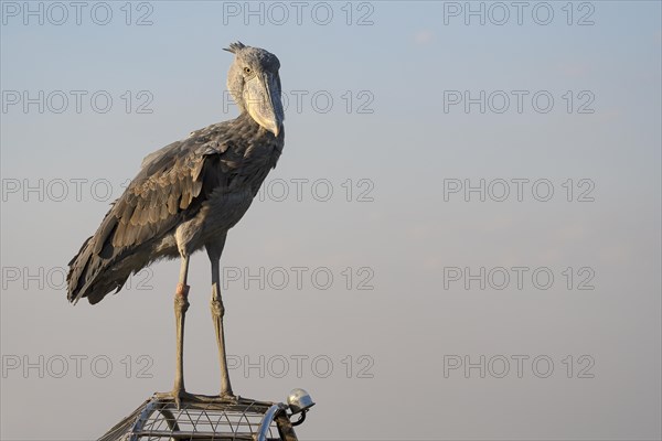 Shoebill