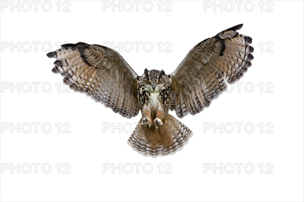 Eurasian eagle owl