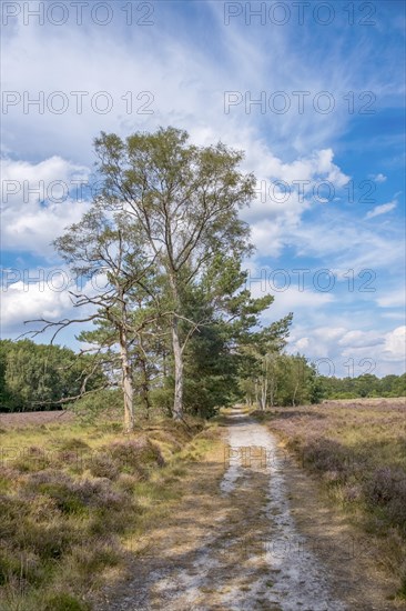 Buurserzand Nature Reserve