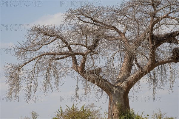 Baobab tree