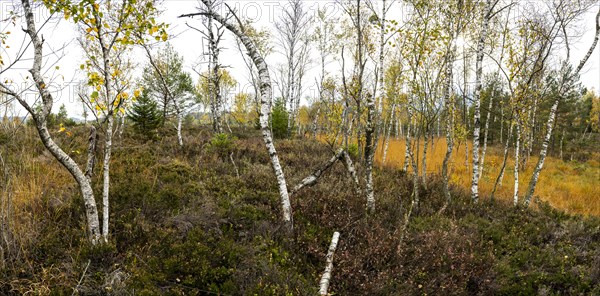 Autumn in the Kendlmuehlfilzen high moor