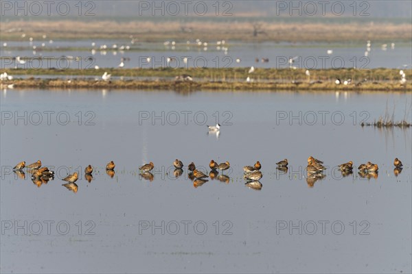 Black-tailed Godwit