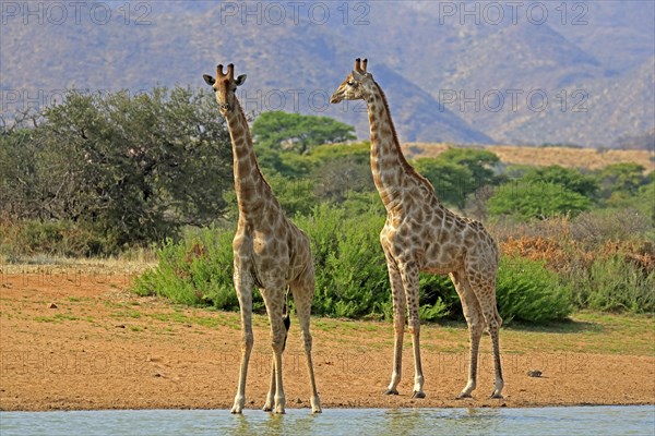 Southern giraffe