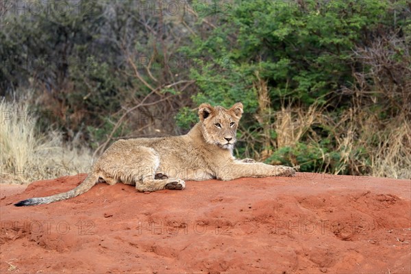 Lion