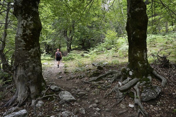 Woman on the hiking trail through the forest to Qafa e Valbones