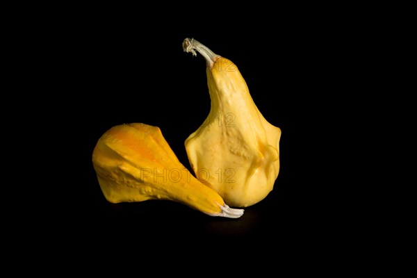 Colorful pumpkin on a black background. In studio