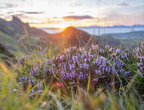Close-up of Heather with Quiraing in the background
