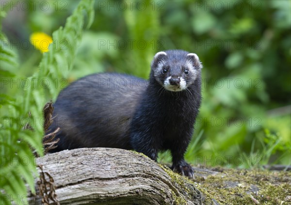 European polecat