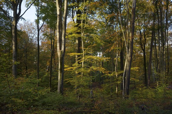 A near-natural mixed beech forest in autumn. Germany