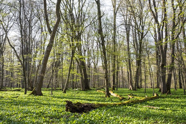 Deciduous forest and leaves of ramsons