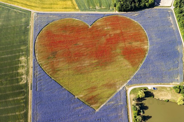 Flowering heart of cornflowers