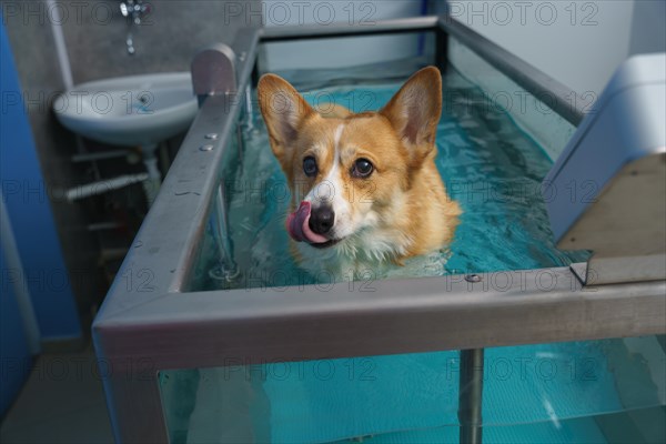 Dog rehabilitation on a water treadmill. animal health