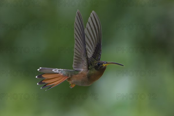 Rufous-breasted Hermit