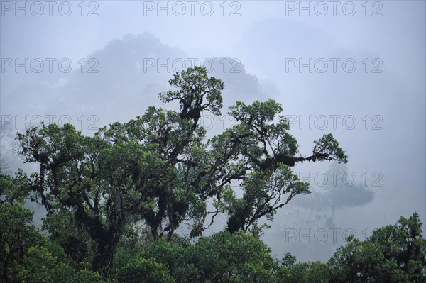 Fog in Tropical Cloud Forest