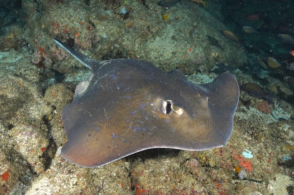 Blue stingray