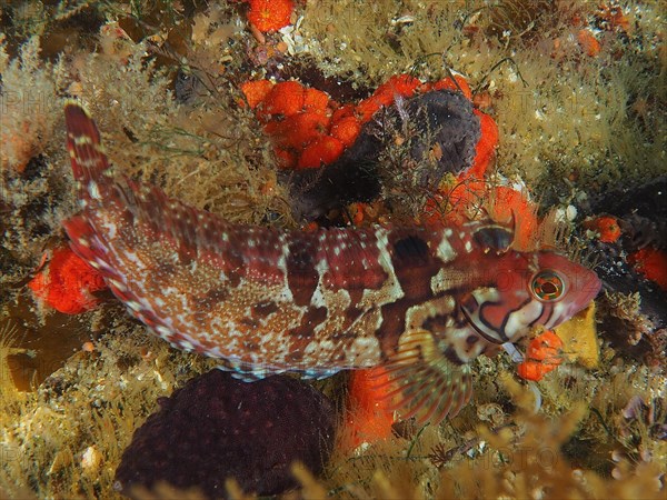 Spotted rockfish