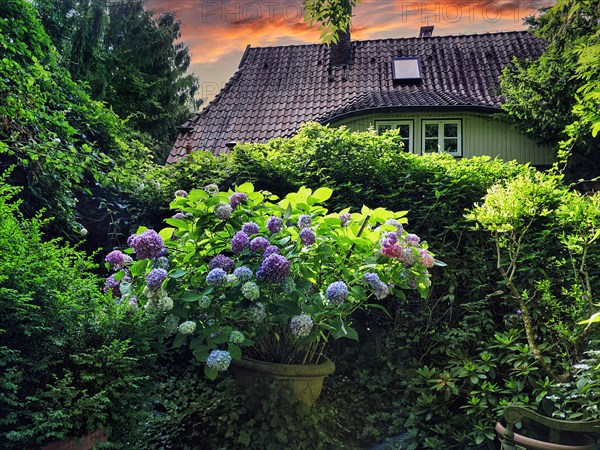 Flowering hydrangea in a flower pot