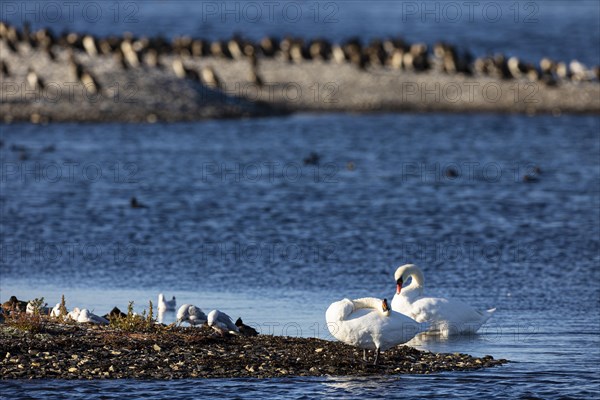 Mute Swan