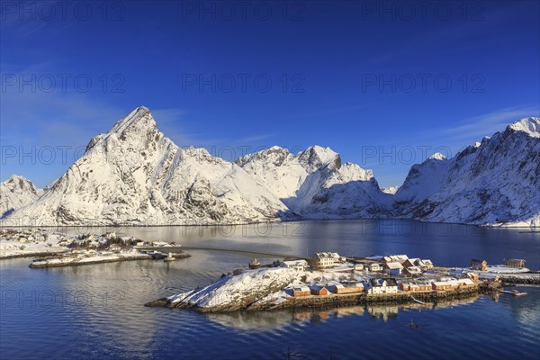 Yellow rorbuer in winter