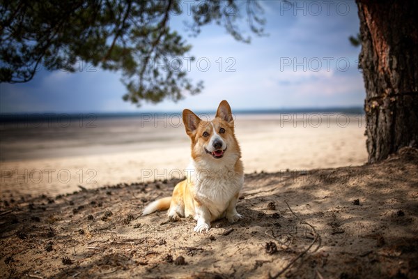 A Welsh Corgi Pembroke dog poses under a tree on the edge of the desert