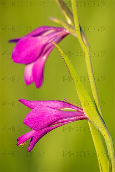 Marsh Gladiolus