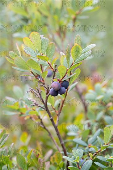 Bog bilberry