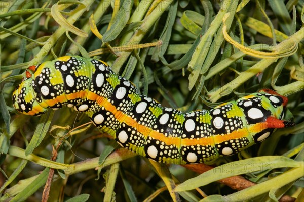 Spurge hawk moth yellow caterpillar sitting on green leaves left sighted