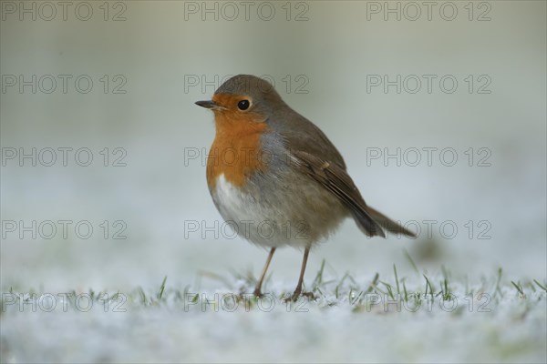 European robin