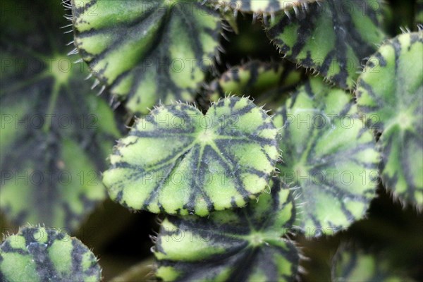 Green leaves of the spring season