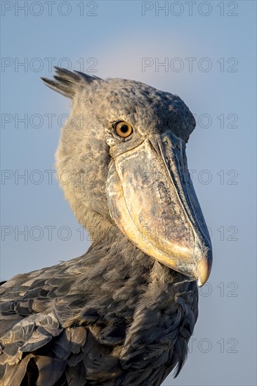 Shoebill