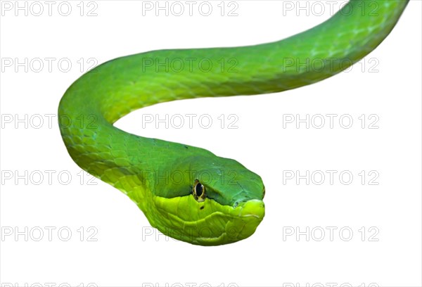 Green vine snake