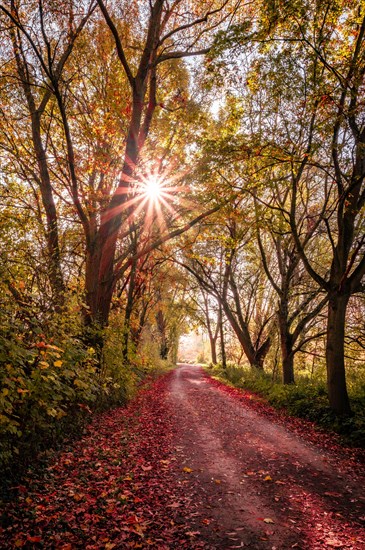 Sun star in a small wood and red leaves on the forest path in autumn