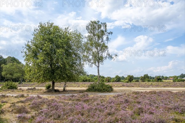 Buurserzand Nature Reserve