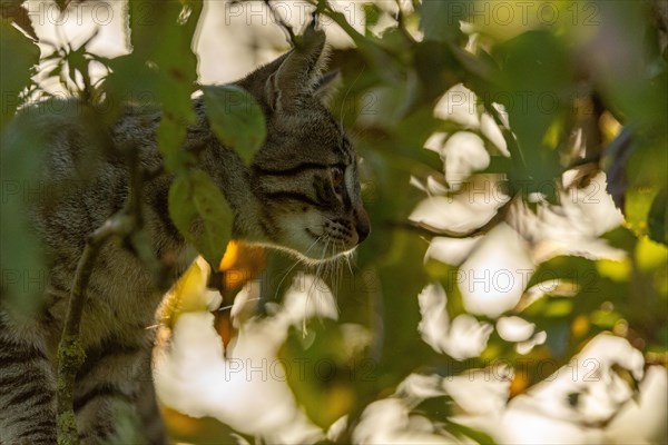 European domestic cat